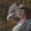 Kondor veľký (Vultur gryphus)