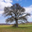 Solitér