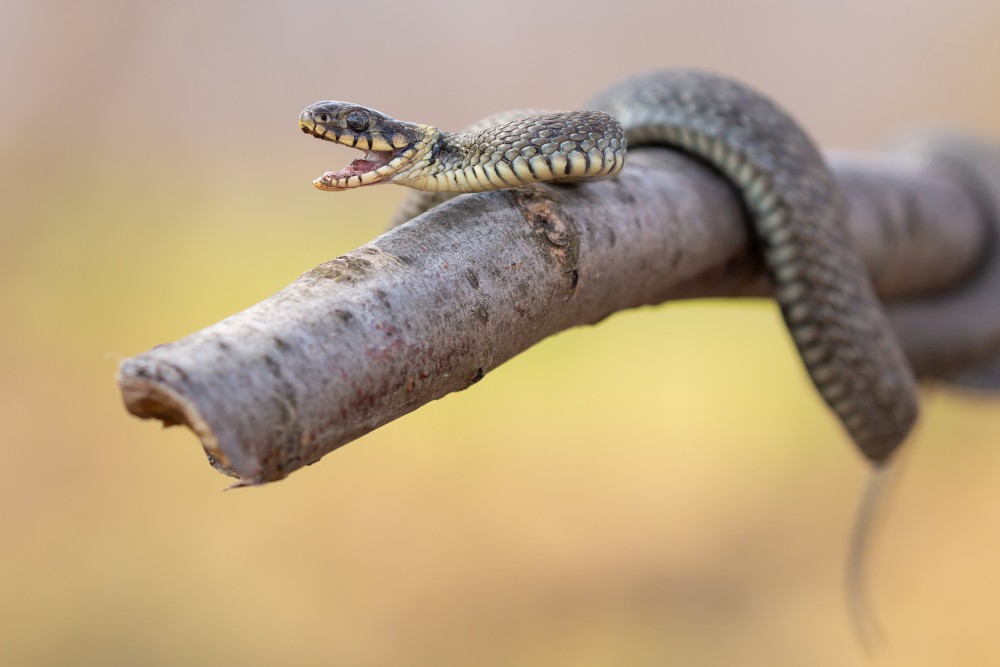 Užovka obojková (Natrix natrix)