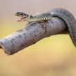 Užovka obojková (Natrix natrix)