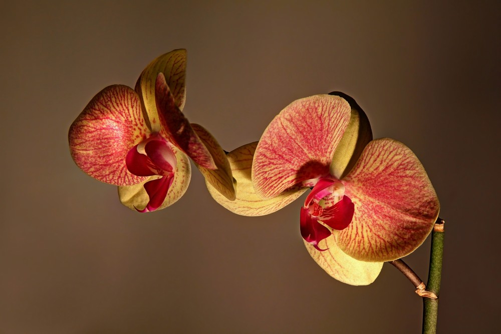 Orchidea