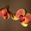 Orchidea