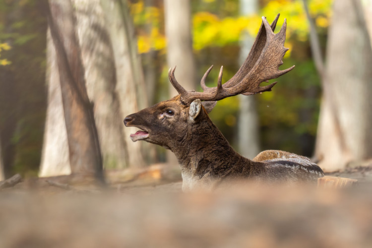 daniel škvrnitý, Fallow deer (Dama dama)