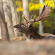 daniel škvrnitý, Fallow deer (Dama dama)