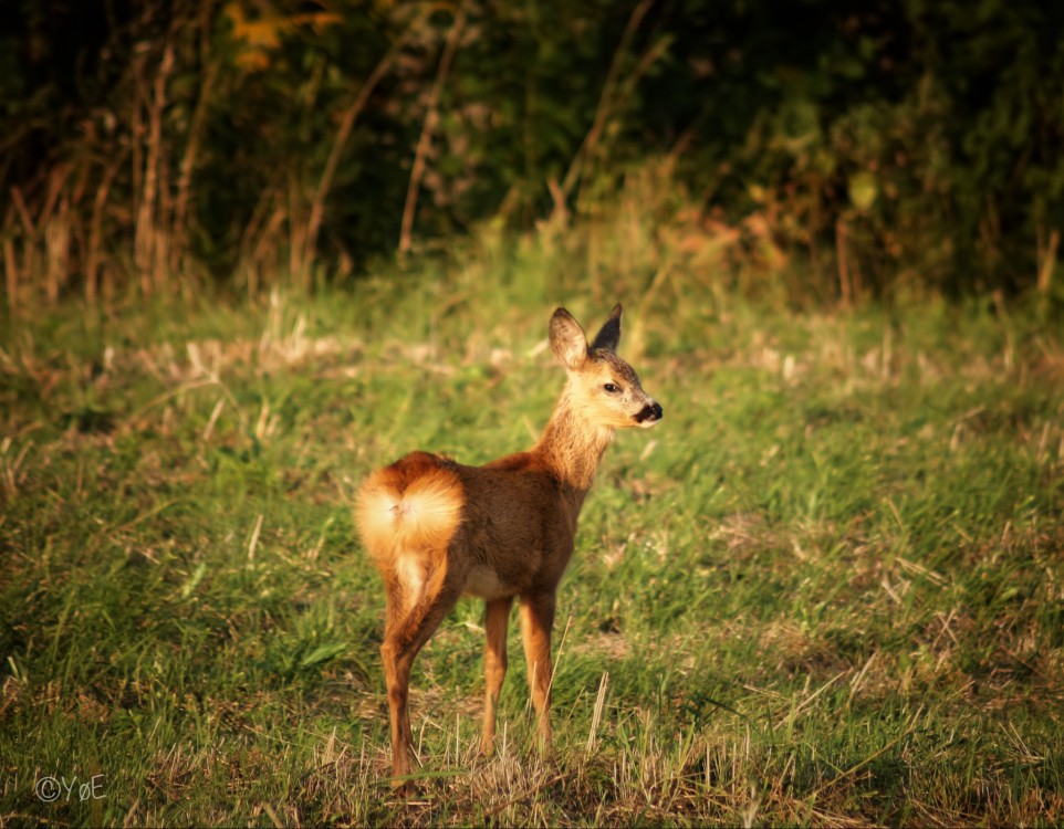 Bambi