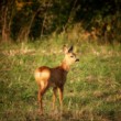Bambi