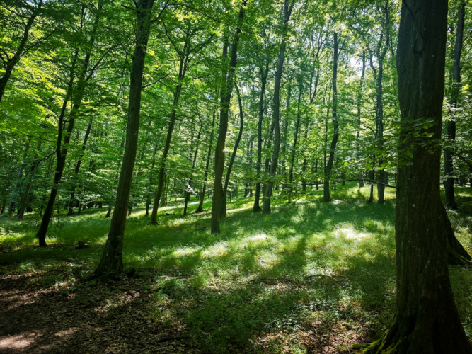 Karpatský les