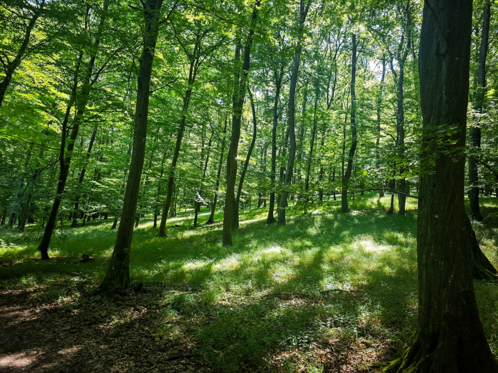 Karpatský les