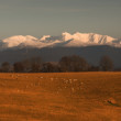 Ovečky