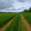 Záhorie