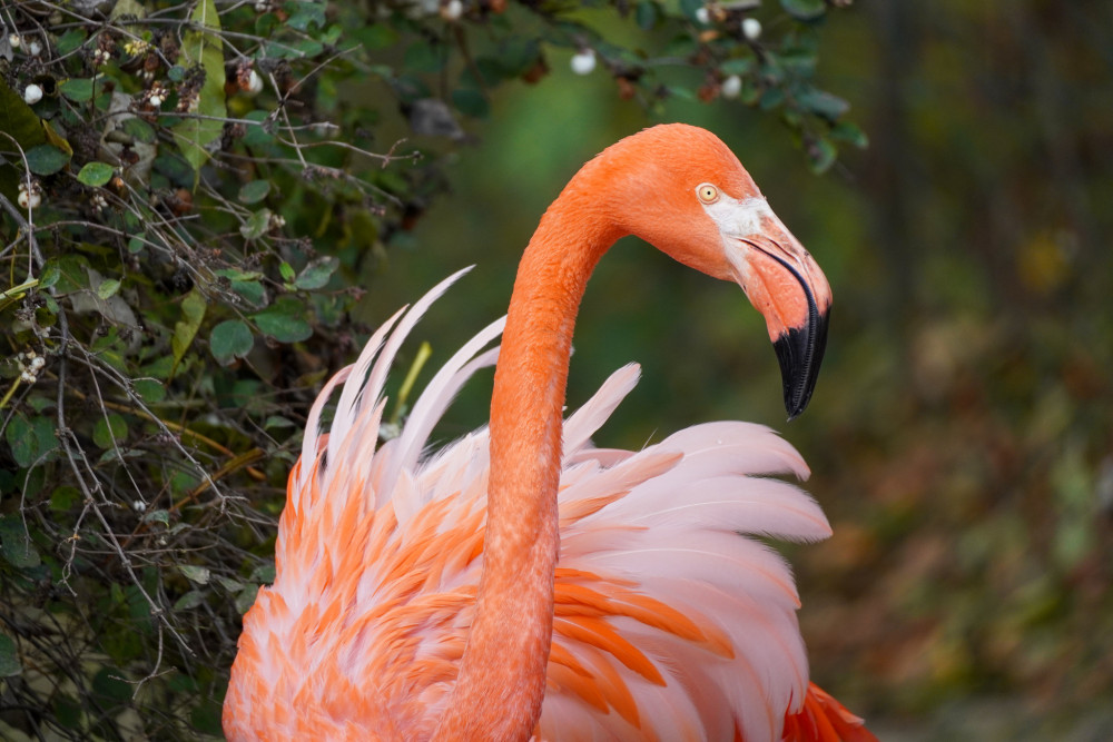 Flamingo