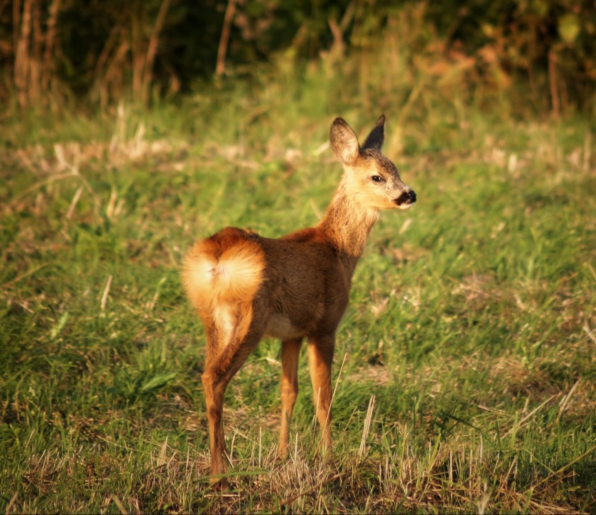 Bambi a jeho prísny pohľad