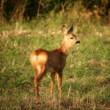 Bambi a jeho prísny pohľad