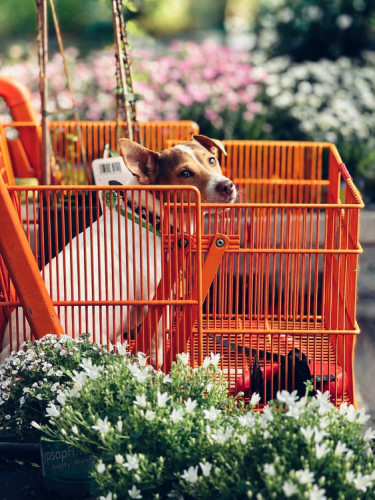 Najkrajší tovar v košíku