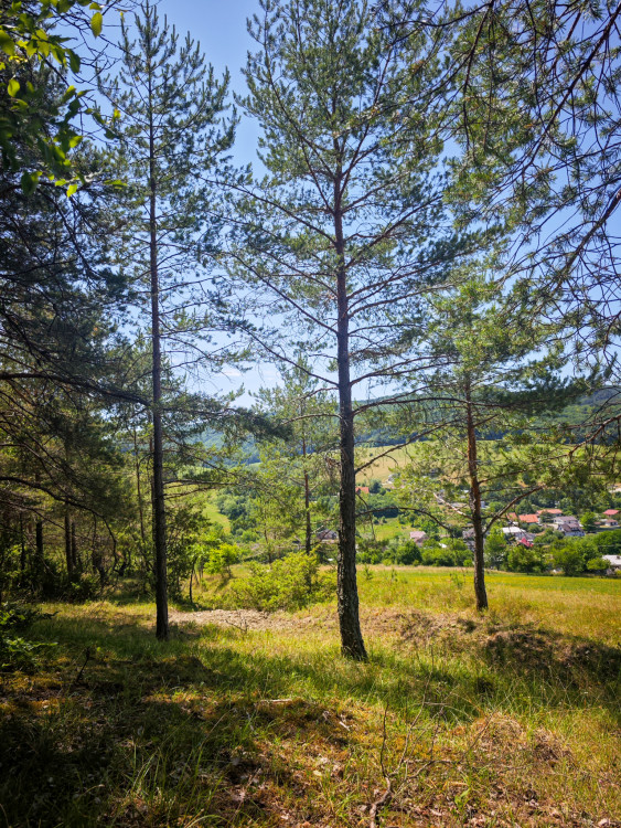 Súľovsky les