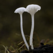 prilbovec kostihojový