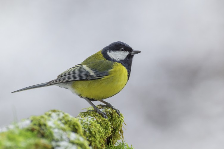 Sýkorka veľká - Parus major