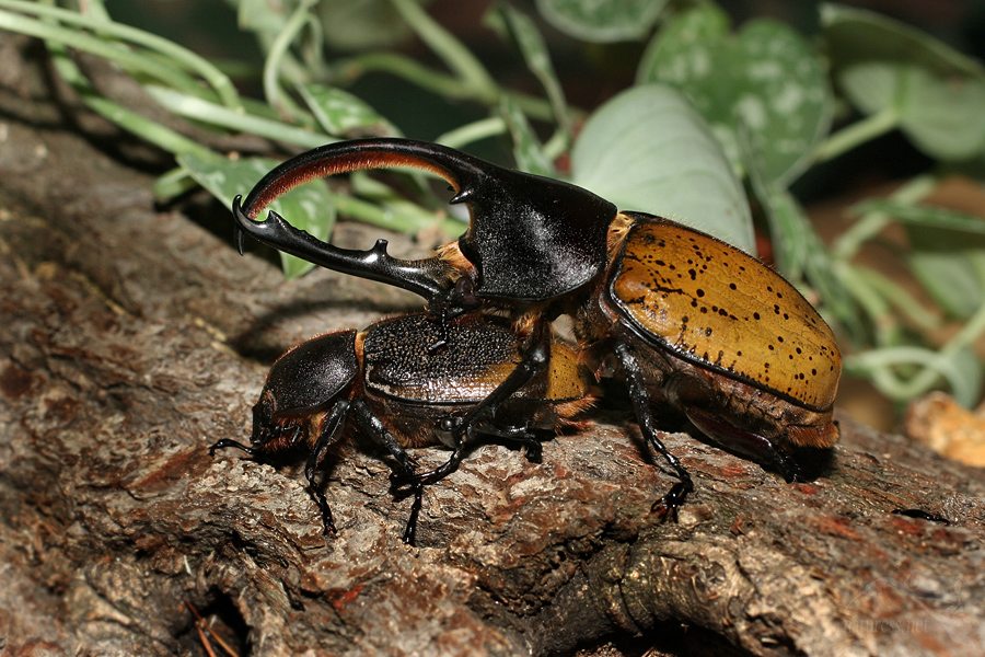 nosorožík (Dynastes hercules occidentalis)