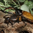 nosorožík (Dynastes hercules occidentalis)