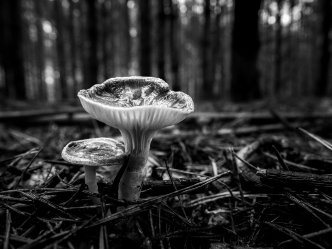 V lese ...na jehlici