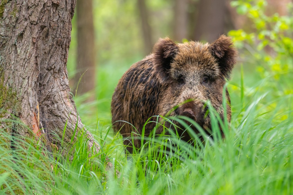 Diviak lesný Matilda, The wild boar (Sus scrofa)