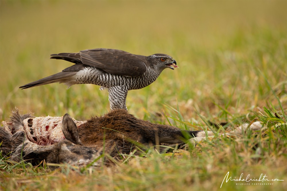 Accipiter gentilis (jastrab lesný)