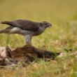 Accipiter gentilis (jastrab lesný)