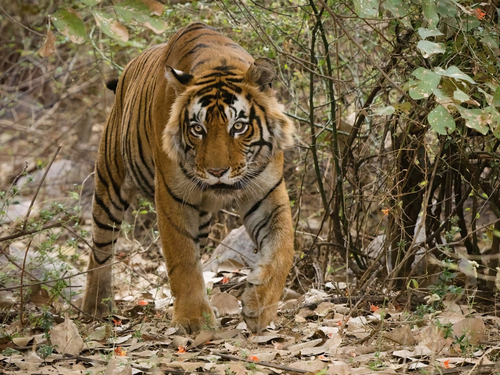 Tiger džungľový indický, India, Radžastan