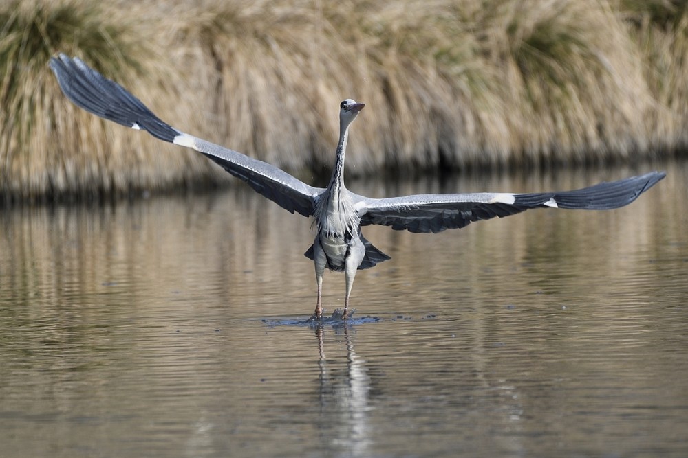 Ardea cinerea