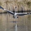 Ardea cinerea