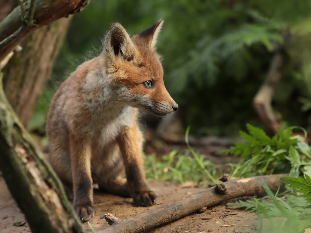 Líška hrdzavá (Vulpes vulpes)