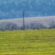 Wildlife horizont