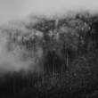 Tree's Art