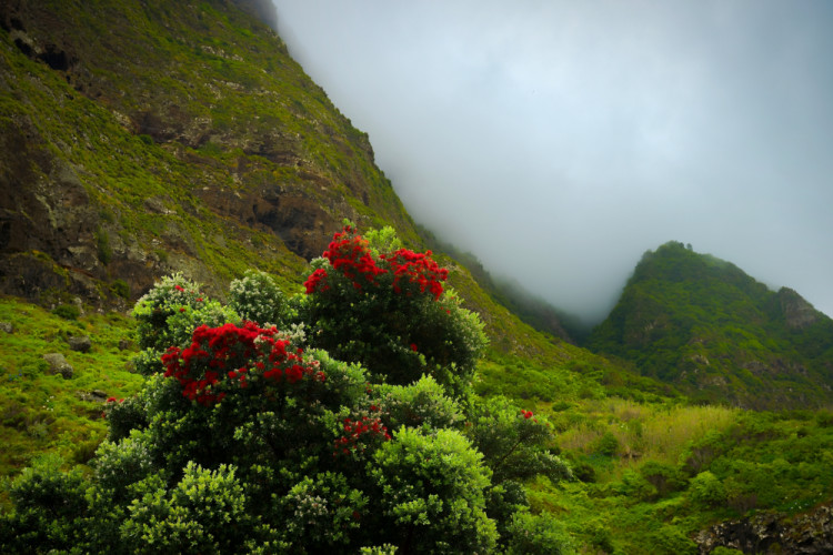 Kvitnúca Madeira