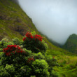 Kvitnúca Madeira