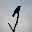 Silueta