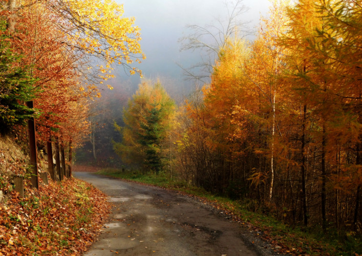 jesenný cesta