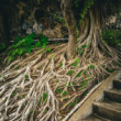 Roots of life
