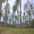 Malé Karpaty