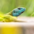 Jašterica zelená The European green lizard (Lacerta viridis)