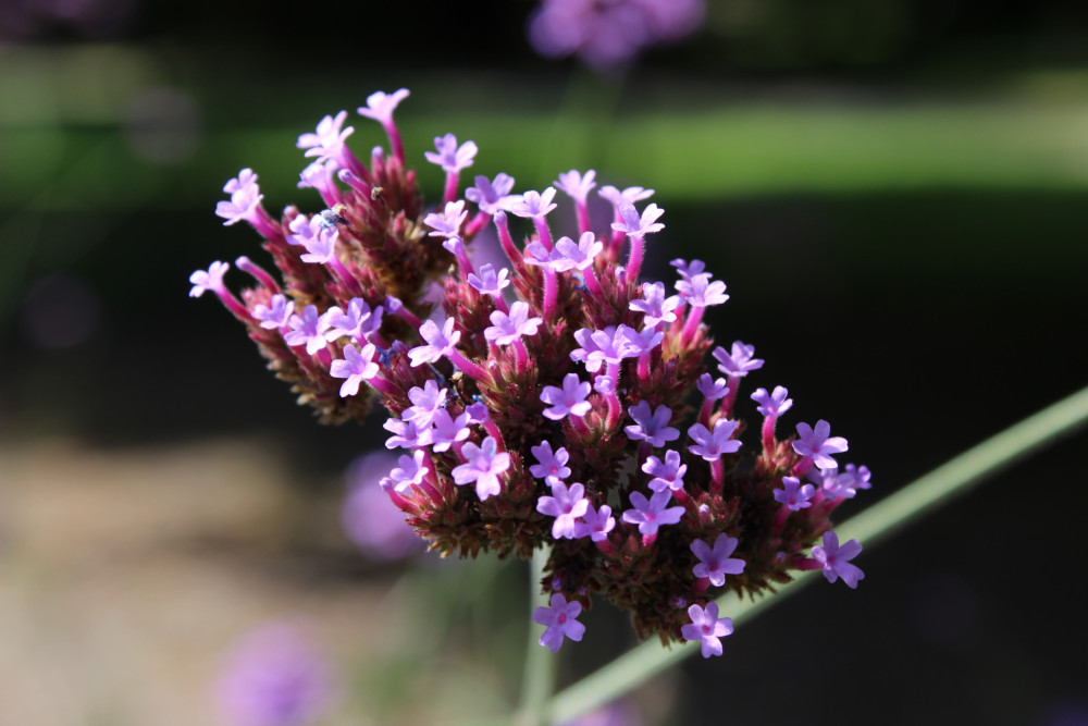 Verbena