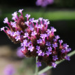Verbena