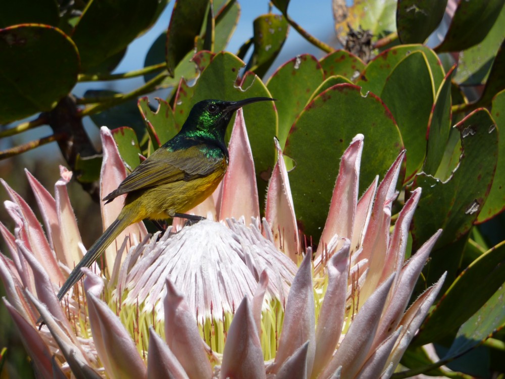 Orange-breasted sunbird