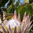 Orange-breasted sunbird