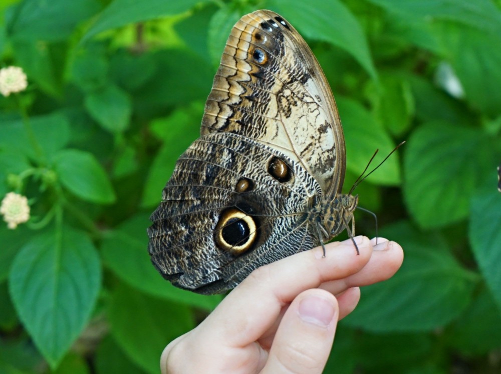 Caligo Memnon