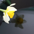 narcis