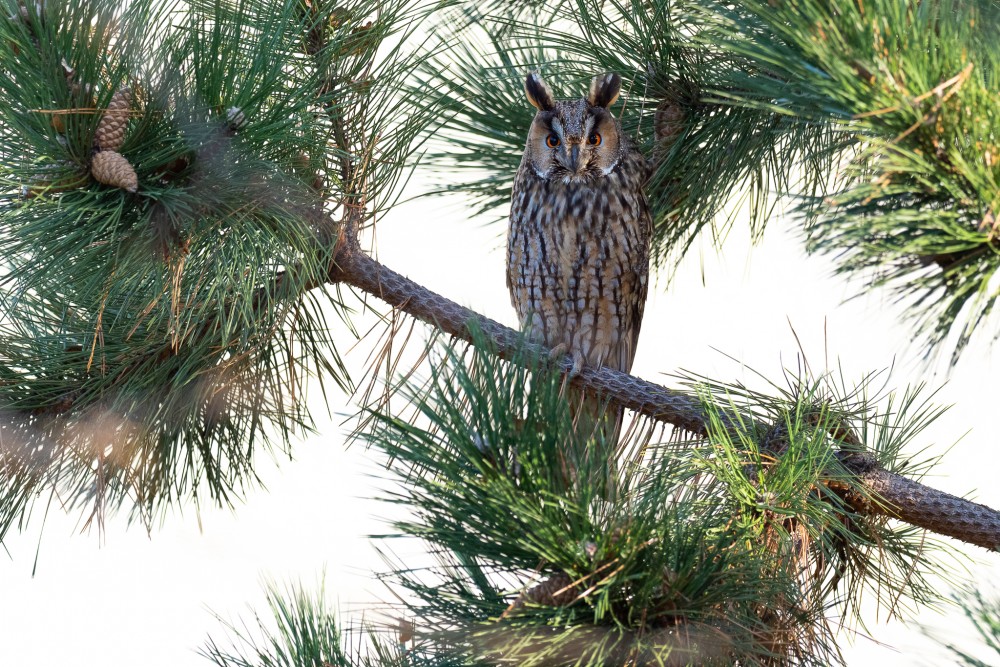 Myšiarka ušatá, The long-eared owl (Asio otus)