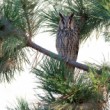 Myšiarka ušatá, The long-eared owl (Asio otus)