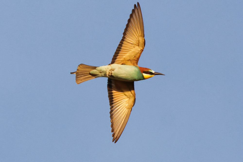 Včelárik zlatý - Merops apiaster