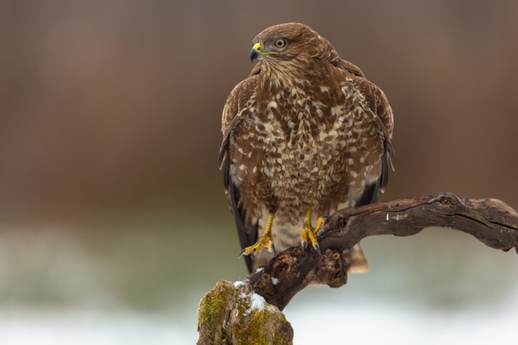 myšiak hôrny (Buteo buteo)